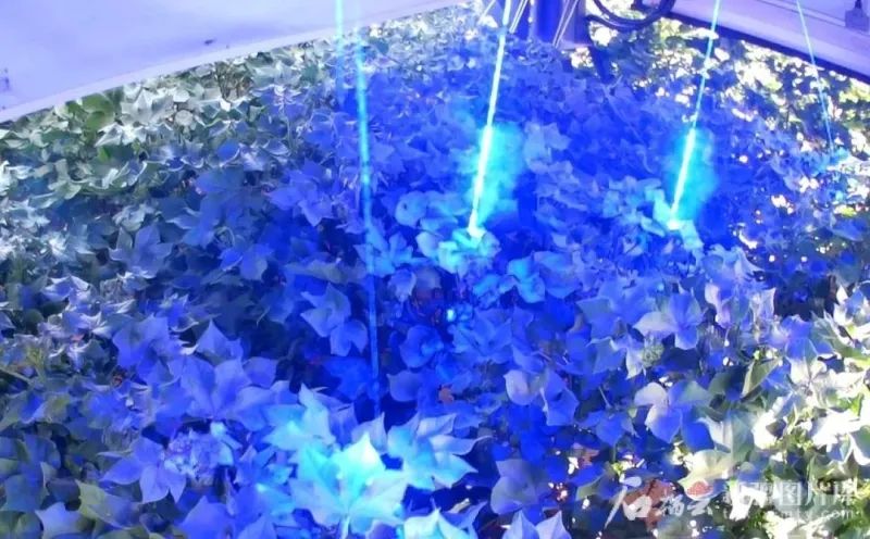 全球首款棉花激光打顶机器人！新疆制造！(图3)